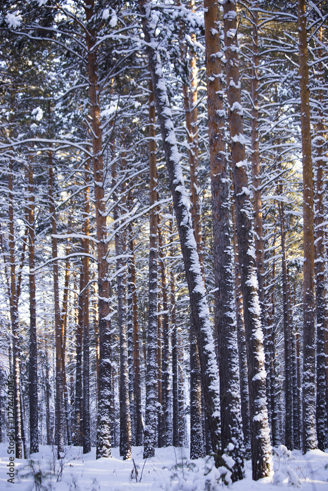 Winter forest, pine forest .