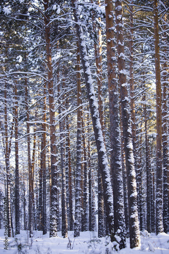 Winter forest  pine forest .
