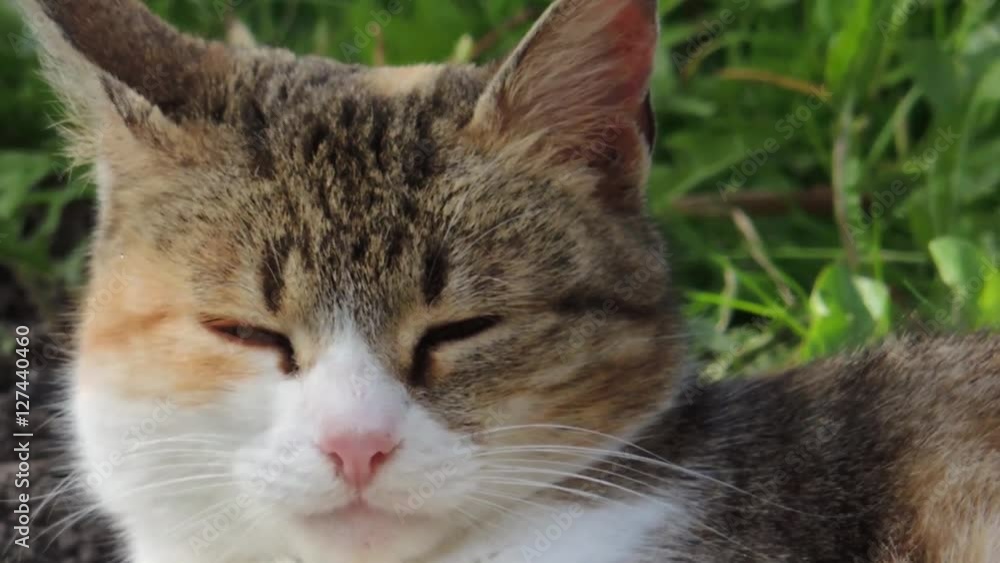 Head detail of domestic cat that lying in the garden Head detail of domestic cat that lying in the garden
