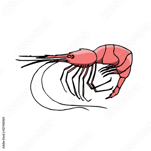 shrimp scetch vector