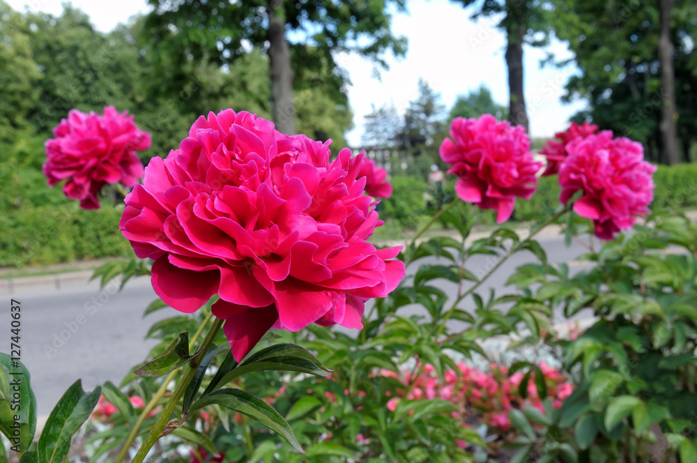 Red peony flowers on a background of green leaves Red peony flowers on a background of green leaves