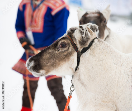 Obraz na plátně Portrait of a reindeer, Tromso