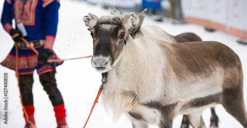Obraz na plátně Portrait of a reindeer, Tromso
