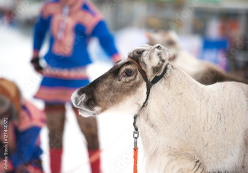 Portrait of a reindeer, Tromso © belov3097