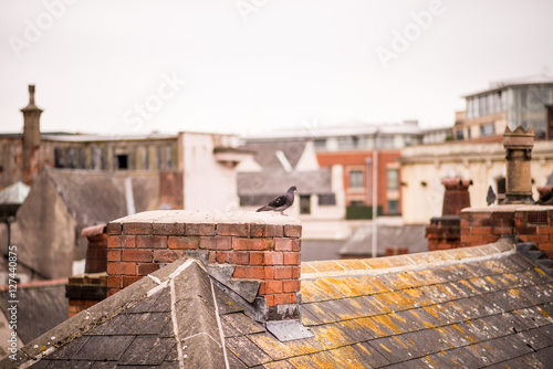 Rooftop Pigeon
