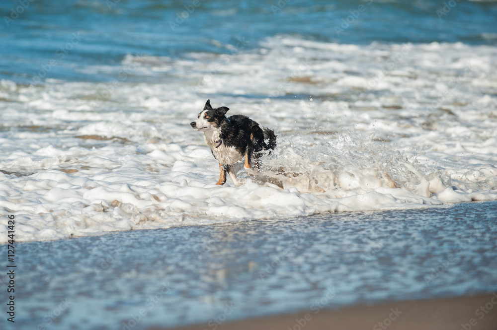 Energetic black and white Australian Shepard dog running through the beach surf.