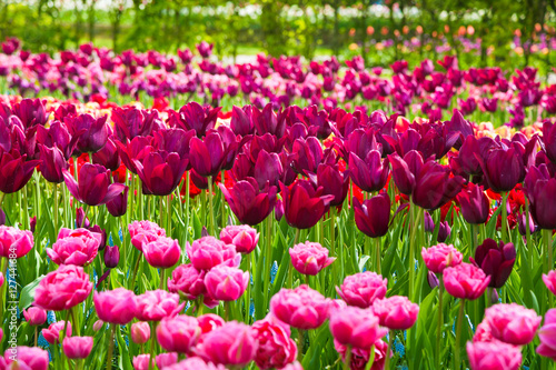 Glade of colorful fresh tulips in the Keukenhof