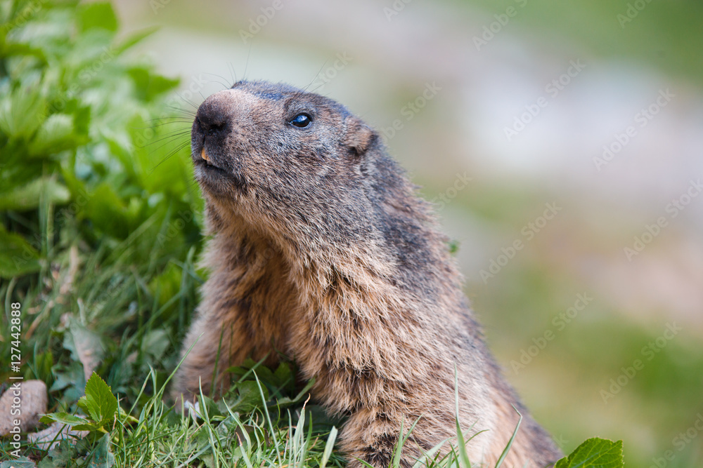 Detail of marmotte in grass, Switzerland Alps