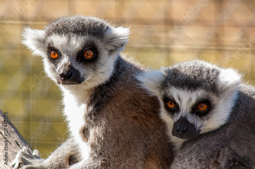 lemur friends
