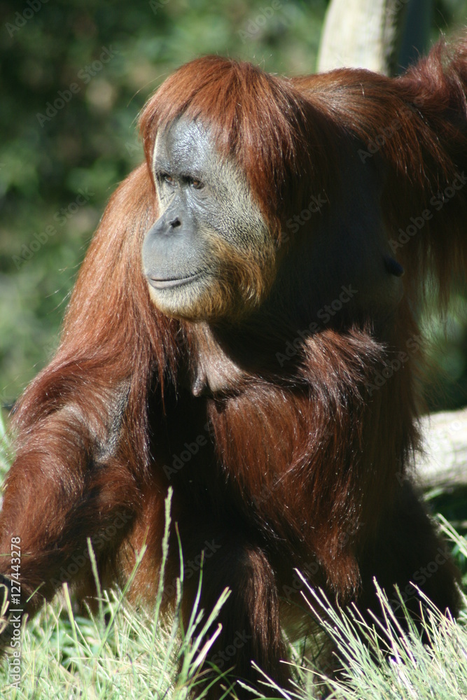 Singe Singe