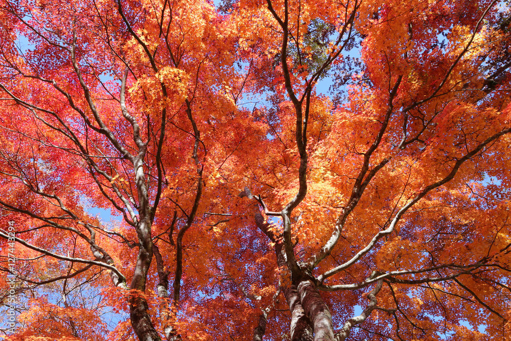 紅葉 紅葉