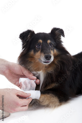Fototapeta Naklejka Na Ścianę i Meble -  Hund wird Pfote verbunden Porträt