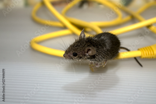 House mouse and wires