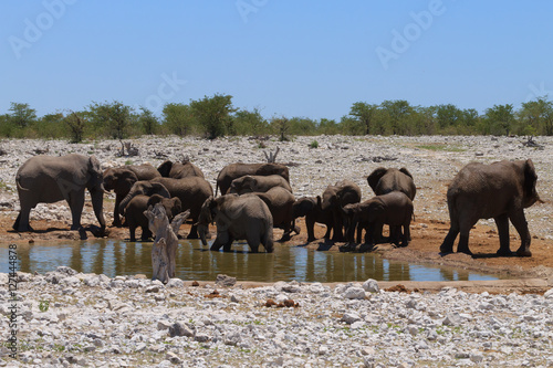 Herd of elephants