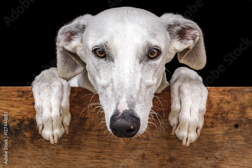 Primer plano perro de carreras. Perro de raza pura. Galgo español. Mirando a cámara.