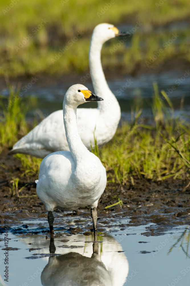 Fototapeta premium 佇む白鳥