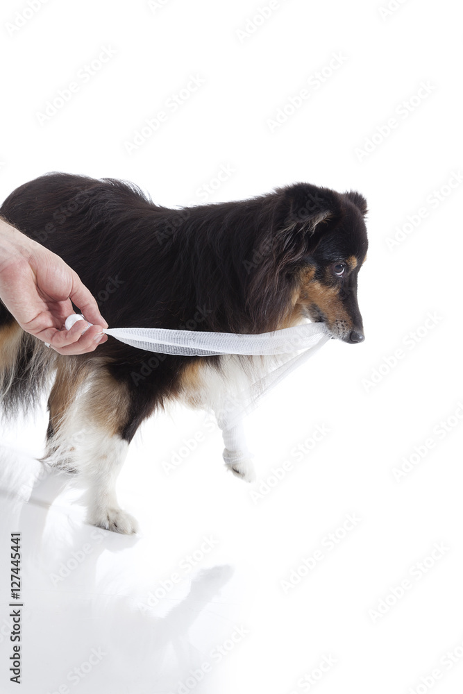 Hund hat Angst vor Verband Porträt StockFoto Adobe Stock
