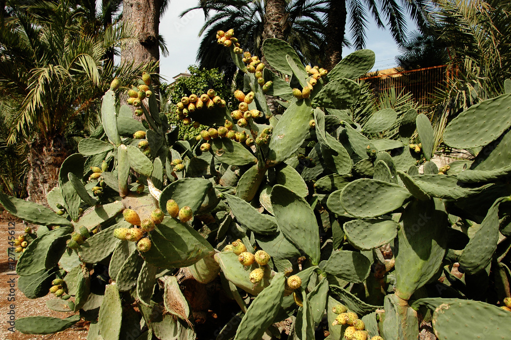 Obraz premium Prickly pear fruit