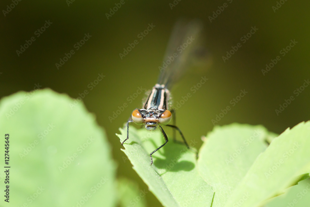 Dragonfly close up on the leaf. 