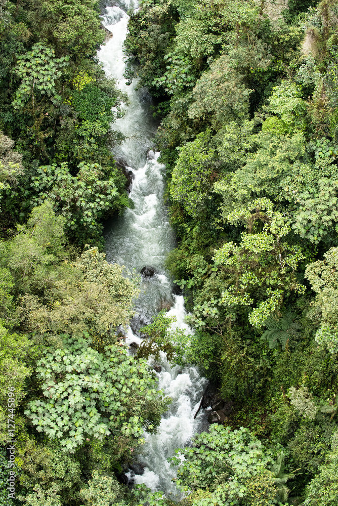 Fototapeta premium Tropical rainforest from above in Mindo, Ecuador