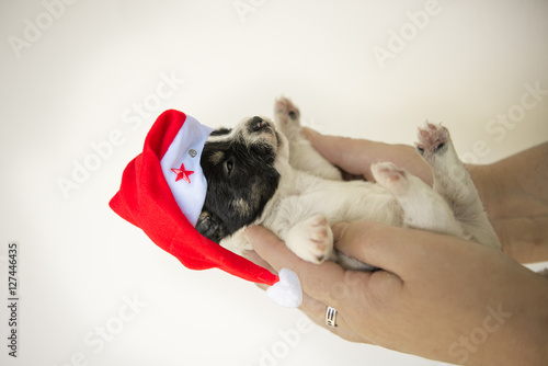 christmas puppy - 14 days old - Jack Russell Terrier 