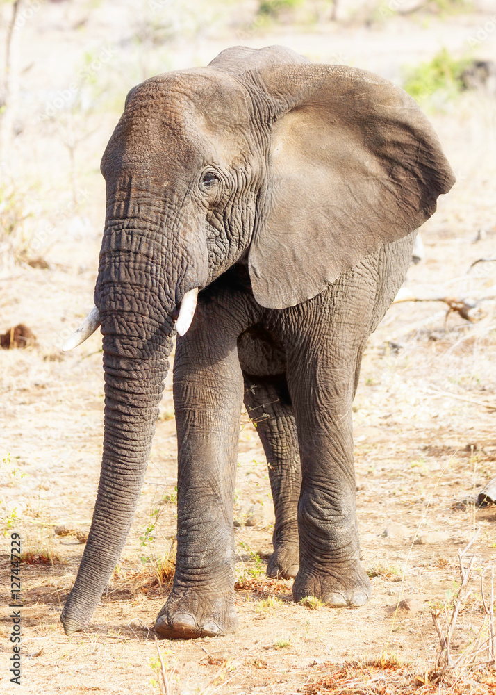 Naklejka premium African Elephant Walking to Side