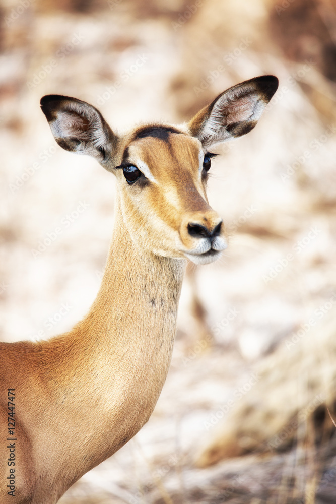 Closeup of Impala in South Africa Closeup of Impala in South Africa