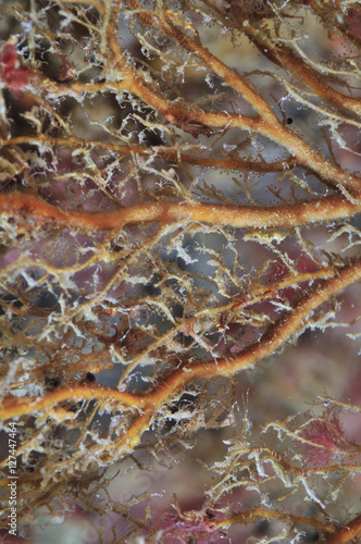 Dead branches of Solanderia hydroid virtually covered by tiny arthropods.