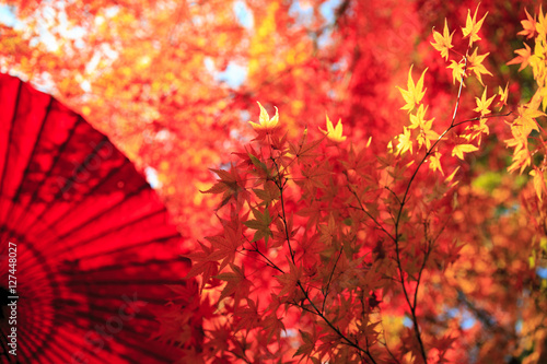 紅葉　紅葉