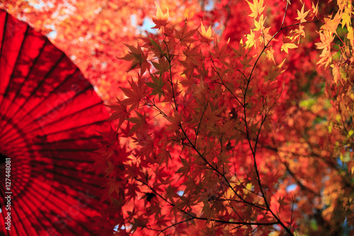 紅葉　紅葉