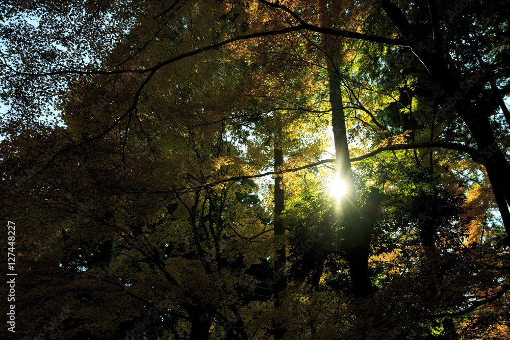 Obraz premium 紅葉 紅葉