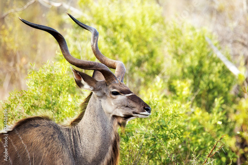 Male Kudu With Large Antlers