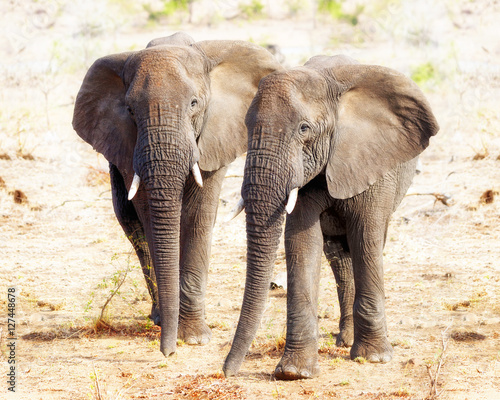 Two Elephants Together in Kruger National Park