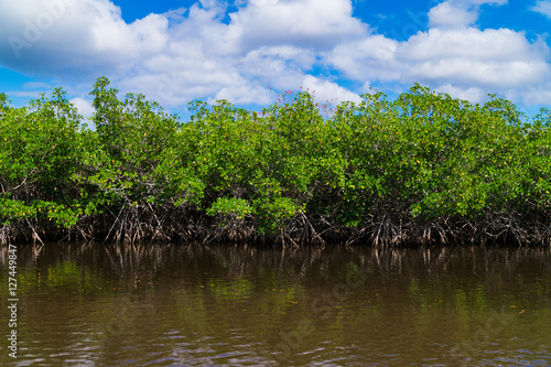 Mangroven in den Everglades, Florida, USA