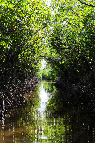 Mangroven in den Everglades, Florida, USA