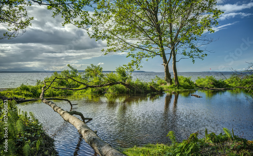 Green Grassy Wetlands and Ocean