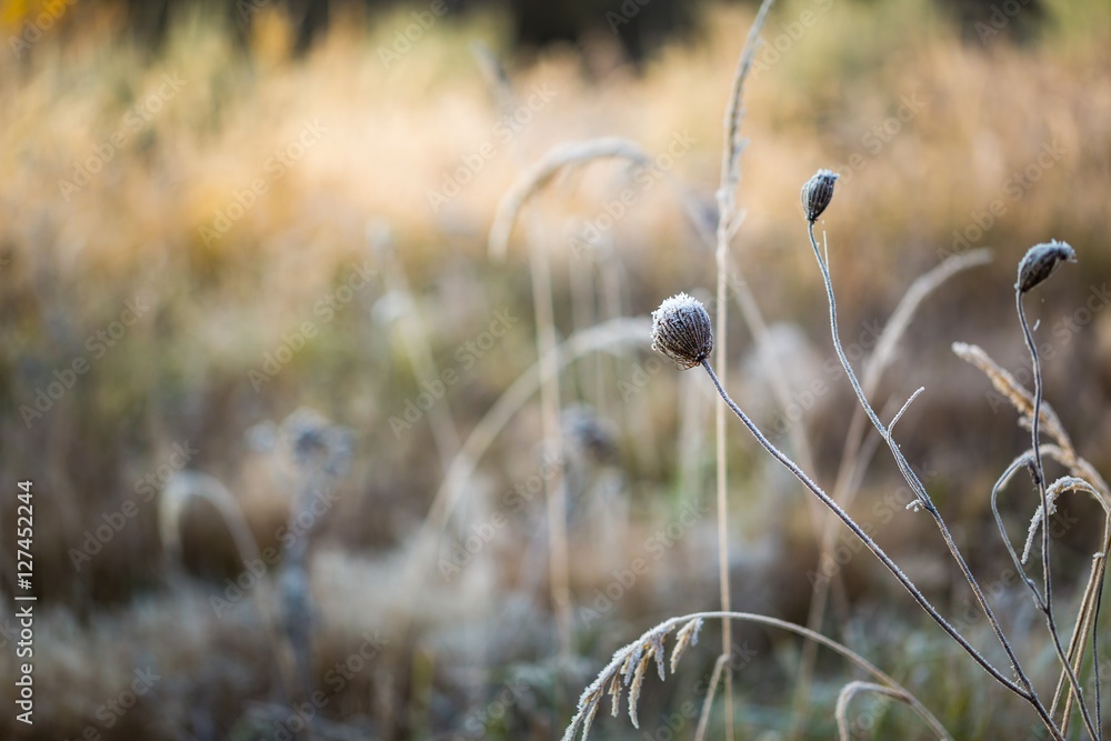 Fototapeta premium Frosted grass at cold winter day