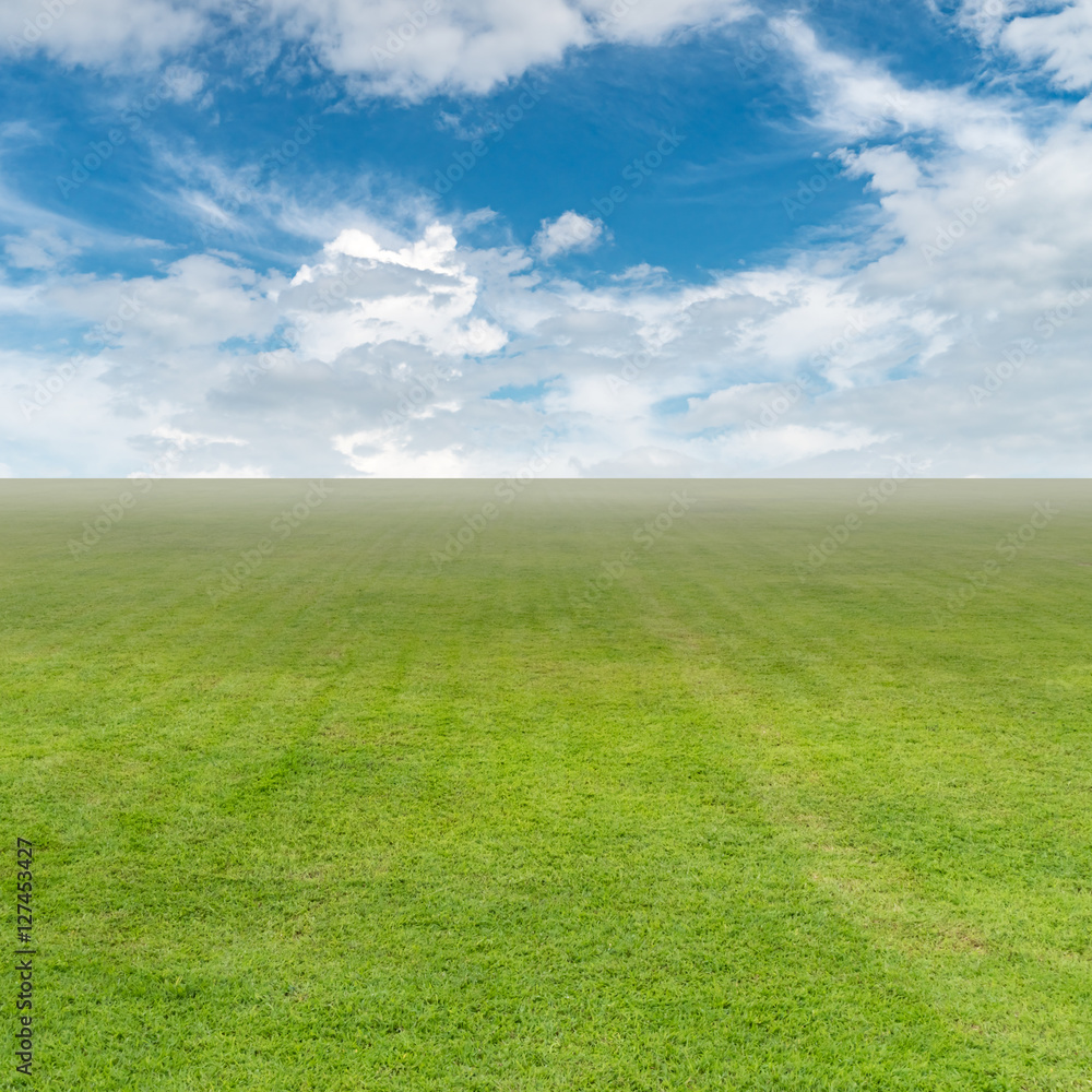 Fototapeta premium Green grass texture