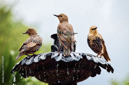 European Common Starling spotted birds on fountain bathing, drinking water