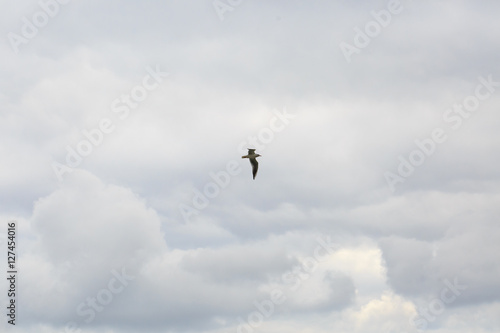 A bird flying in the sky