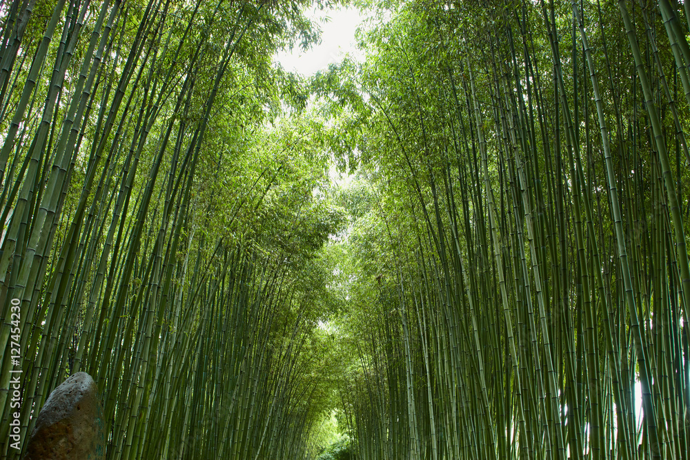 Chinese bamboo park in Shanghai Chinese bamboo park in Shanghai