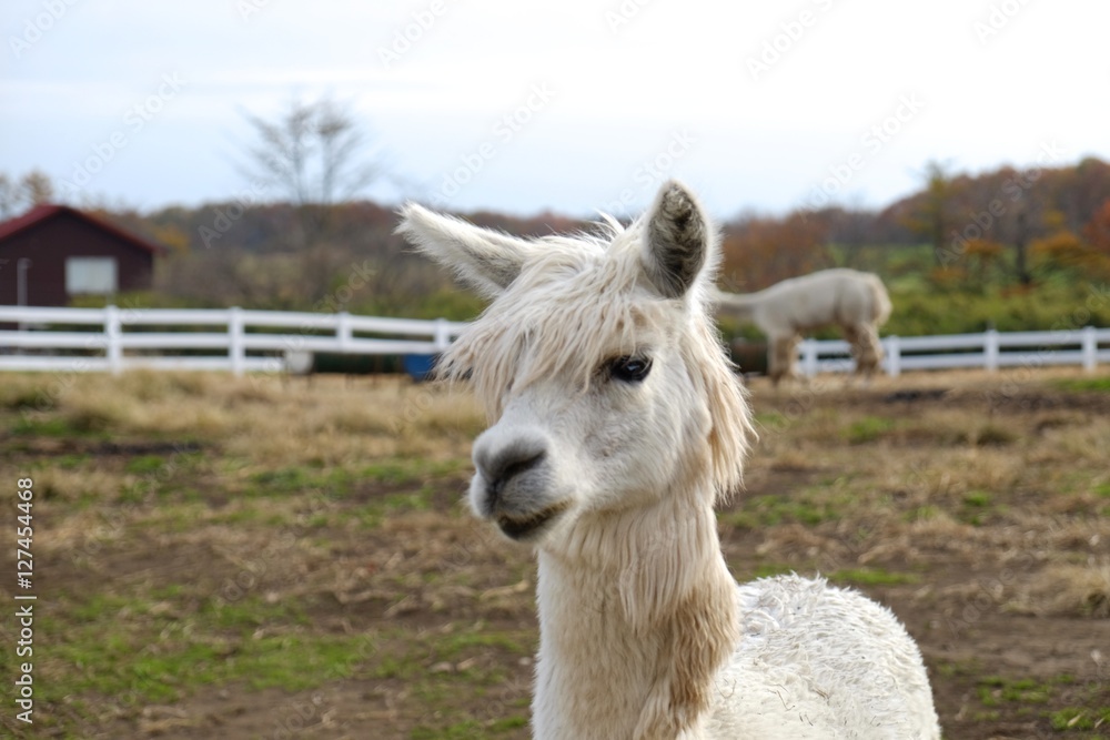 Good looking alpaca