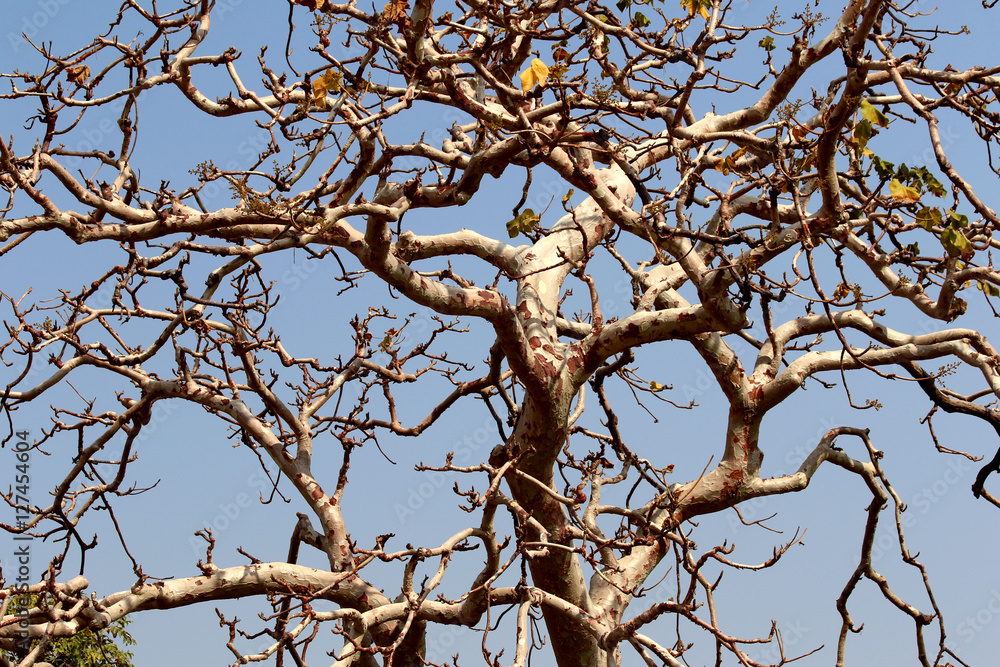 Tree with less leaves