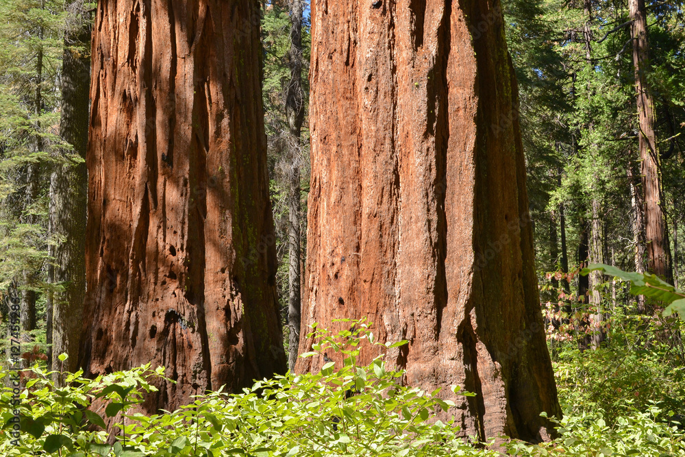 Two sequoia trunks side by side in the South grove of Calaveras Big Trees State Park Two sequoia trunks side by side in the South grove of Calaveras Big Trees State Park