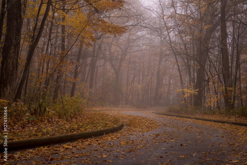 Fototapeta premium Winding road in forest 