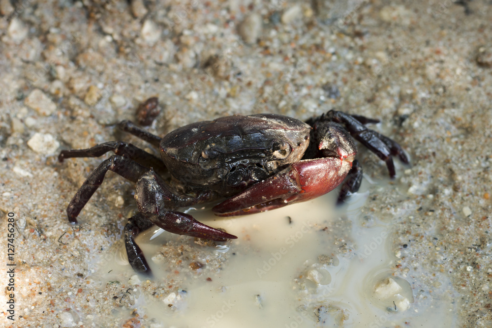 field crab on the ground and water