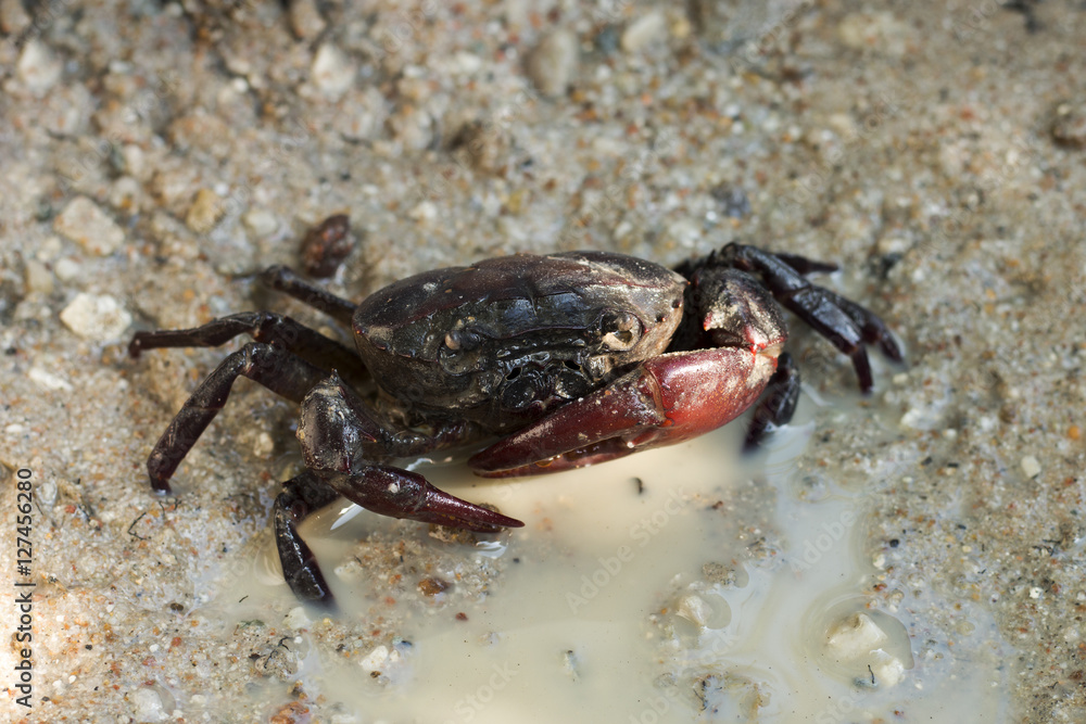 field crab on the ground and water field crab on the ground and water