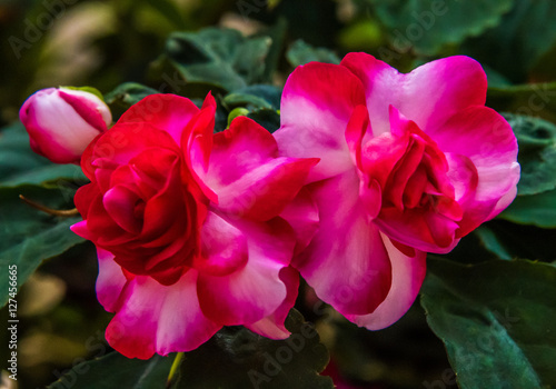 Pink Roses, State Botanical Garden, Athens, Georgia