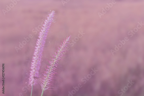 Abstract soft blurred of Pennisetum pedicellatum, desho grass, desho,Paragrass, buffalograss, panicum grass,Brachiaria mutica, grass dancing in the breeze with pastel colorful style tone. photo