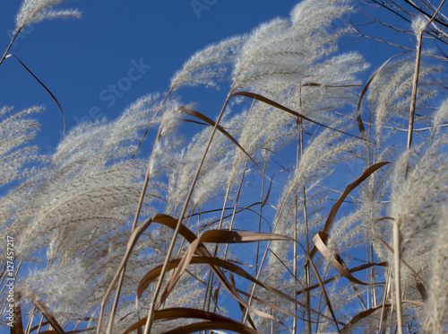 Blue Sky and White Grasses shining in sunshine Nature Background